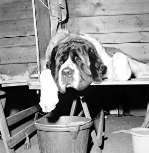 Crufts 1972 Dog show: St. Bernard dog in his den. February 1972 72-1185-018 Crufts 1972 Dog show: St. Bernard dog in his den. February 1972 72-1185-018