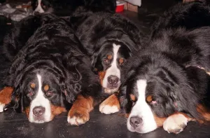 Crufts 1998 Sleapers Bernese Mountain Dogs take a nap between classes Expressions Crufts 1998 Sleapers Bernese Mountain Dogs take a nap between classes Expressions