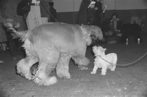 Crufts Dog Show. A couple of dogs say hello to each other Crufts Crufts Dog Show. A couple of dogs say hello to each other Crufts