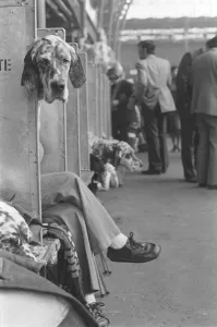 Crufts Dog Show. A dog looks round and out of his place in the shows waiting area Crufts Dog Show. A dog looks round and out of his place in the shows waiting area