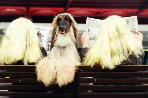 Crufts Dog Show, held at the NEC. 14th March 1995 Crufts Dog Show, held at the NEC. 14th March 1995