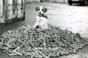 Crumbs the terrier dog sitting on a pile of dog biscuits Crumbs the terrier dog sitting on a pile of dog biscuits