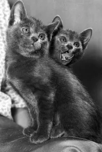 These two cuddly, silver-blue kittens represent a double pleasure for their owner These two cuddly, silver-blue kittens represent a double pleasure for their owner