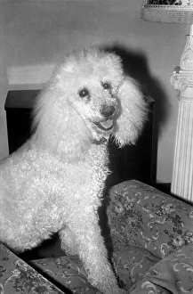 Cute Animals: Dogs: Pet poodle dog. February 1981 81-00508 Cute Animals: Dogs: Pet poodle dog. February 1981 81-00508