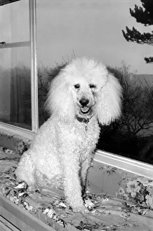 Cute Animals: Dogs: Pet poodle dog. February 1981 81-00508-002 Cute Animals: Dogs: Pet poodle dog. February 1981 81-00508-002
