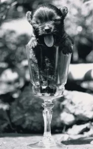 Cute Chihuahua puppy in a wine glass May 1984 Cute Chihuahua puppy in a wine glass May 1984
