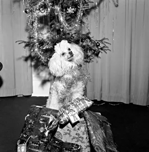 Cute: Dog: Christmas: Poppy the Poodle. Poppy the poodle has a most responsible job until Cute: Dog: Christmas: Poppy the Poodle. Poppy the poodle has a most responsible job until
