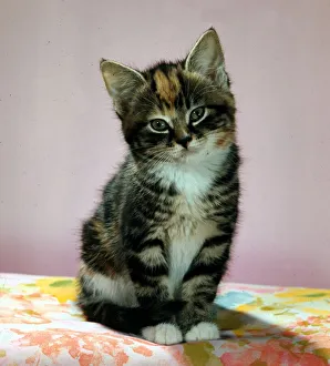 Cute fluffy kitten looking at camera February 1971 Cute fluffy kitten looking at camera February 1971