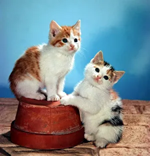 Two cute fluffy kittens playing February 1971 Two cute fluffy kittens playing February 1971