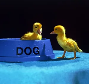 Two cute fluffy Muscovy ducklings playing in the dogs dinner bowl at kilverstone Wildlife Two cute fluffy Muscovy ducklings playing in the dogs dinner bowl at kilverstone Wildlife