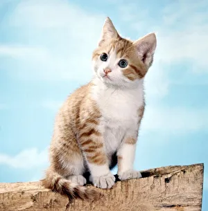 A cute kitten on a log February 1971 animal animals pet pets domestic cute A cute kitten on a log February 1971 animal animals pet pets domestic cute