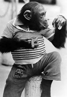 A cute little monkey wearing tee shirt and shorts in the hot weather June 1974 A cute little monkey wearing tee shirt and shorts in the hot weather June 1974
