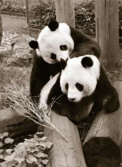 Cute Pandas playing on logs in their cage at the zoo. 21/04/1978 Cute Pandas playing on logs in their cage at the zoo. 21/04/1978