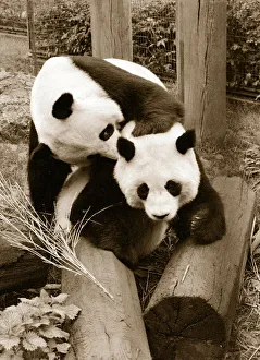 Cute Pandas playing on logs in their cage at the zoo. 21/04/1978 Cute Pandas playing on logs in their cage at the zoo. 21/04/1978