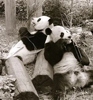 Cute Pandas playing on logs and eating bamboo in their cage at the zoo. 21/04/1978 Cute Pandas playing on logs and eating bamboo in their cage at the zoo. 21/04/1978