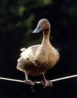 Daffy The Highwire Duck walking a tightrope November 1985 A© Mirrorpix Daffy The Highwire Duck walking a tightrope November 1985 A© Mirrorpix