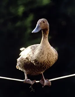 Daffy The Highwire Duck walking a tightrope November 1985 Daffy The Highwire Duck walking a tightrope November 1985