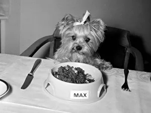 Daisy Belle the Yorkshire Terrier Dog with bow in her hair sitting at a dinner table eyes Daisy Belle the Yorkshire Terrier Dog with bow in her hair sitting at a dinner table eyes