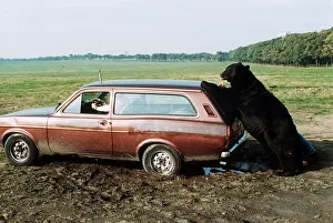 Daley the Bear - October 1988 who stars in a film called ' Daley the Bear - October 1988 who stars in a film called '