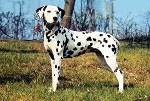 Images Dated 1st August 1994: Dalmation Dog - August 1994 Animals Dogs