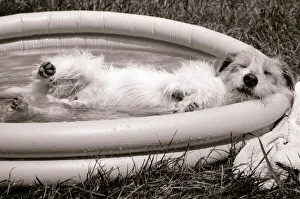 Danny the Jack Russell relaxes in an inflatable paddling pool in the garden of his owner Danny the Jack Russell relaxes in an inflatable paddling pool in the garden of his owner