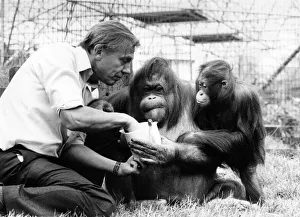 David Attenborough with orangutan and her baby at London Zoo, Friday 2nd April 1982 David Attenborough with orangutan and her baby at London Zoo, Friday 2nd April 1982
