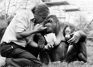 David Attenborough with orangutan and her baby at London Zoo, Friday 2nd April 1982 David Attenborough with orangutan and her baby at London Zoo, Friday 2nd April 1982