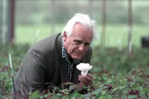 DAVID AUSTIN 2 PICTURE BY SAM BAGNALL. David Austin of David Austin Roses in DAVID AUSTIN 2 PICTURE BY SAM BAGNALL. David Austin of David Austin Roses in