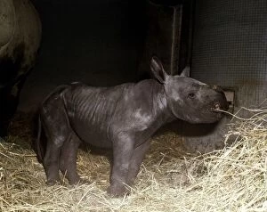Images Dated 1st September 1978: Two days old baby rhinoceros Kes at London Zoo September 1978