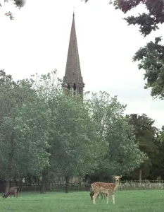 Deer at Charlecote Park, Warwickshire, below the spire of St Leaonards Church Deer at Charlecote Park, Warwickshire, below the spire of St Leaonards Church