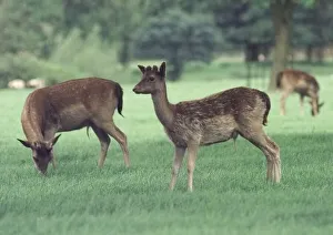 Deer grazing at Charlecote Park, Warwickshire Deer grazing at Charlecote Park, Warwickshire