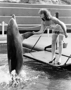 Deidre's birthday greeting from a dolphin popping up to say hello Deidre's birthday greeting from a dolphin popping up to say hello