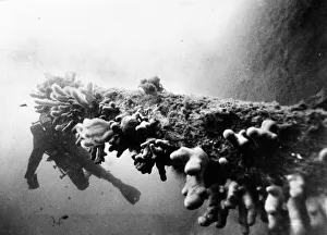 A diver studies the fungus covered gun of the British battleship HMS Royal Oak which was A diver studies the fungus covered gun of the British battleship HMS Royal Oak which was