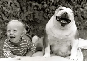 Dixie the Bulldog with toddler Dean Brooks at their home in Rossendale Dixie the Bulldog with toddler Dean Brooks at their home in Rossendale
