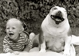 Dixie the Bulldog with toddler Dean Brooks at their home in Rossendale Dixie the Bulldog with toddler Dean Brooks at their home in Rossendale