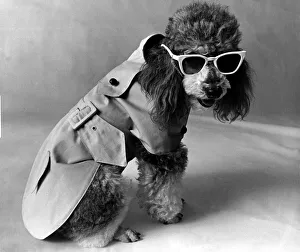 Dog Fashion, Saks department store, NY. Best selling trench coat 7th June 1971 Dog Fashion, Saks department store, NY. Best selling trench coat 7th June 1971
