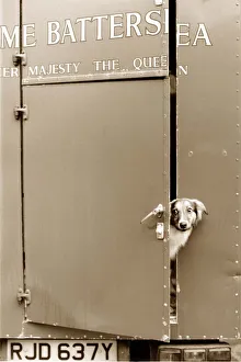 Dog looking out of a trailer door at Battersea Dogs Home Dog looking out of a trailer door at Battersea Dogs Home