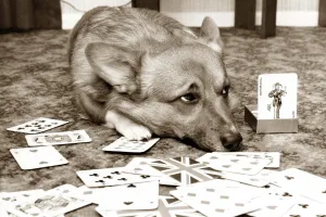 Dog playing cards looking sad with the joker card next to him Dog playing cards looking sad with the joker card next to him