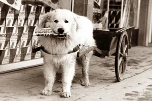 A dog pulling a small cart of papers goes on his delivery round A dog pulling a small cart of papers goes on his delivery round