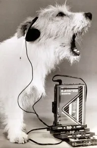 dog singing along to music played on a walkman wearing earphones mouth open howling dog singing along to music played on a walkman wearing earphones mouth open howling