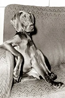 Dog sitting on a sofa with one arm / leg on the armrest, sitting like a human Dog sitting on a sofa with one arm / leg on the armrest, sitting like a human