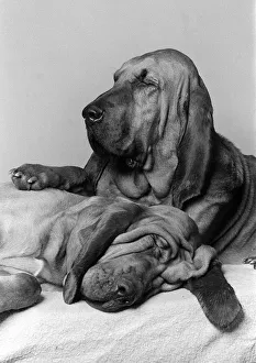Dogs Bloodhounds February 1976 Henry 5 years old with 2 year old Saint Dogs Bloodhounds February 1976 Henry 5 years old with 2 year old Saint