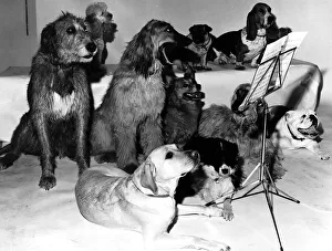 Dogs A group of dogs sit around a music stand like a choir preparing for a concert Dogs A group of dogs sit around a music stand like a choir preparing for a concert