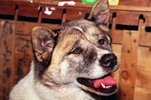 Dogs Japanese Akita at Crufts dog show 1998 Dogs Japanese Akita at Crufts dog show 1998