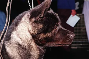 Dogs Japanese Akita at Crufts dog show 1998 Dogs Japanese Akita at Crufts dog show 1998