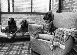 Dog's Life. Five-star comfort for three. December 1980 P006420 Dog's Life. Five-star comfort for three. December 1980 P006420