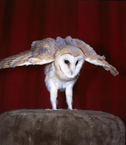 Dolly the Barn owl at Heritage Wildlife Centre, Sussex Middleton-on-Sea Dolly the Barn owl at Heritage Wildlife Centre, Sussex Middleton-on-Sea