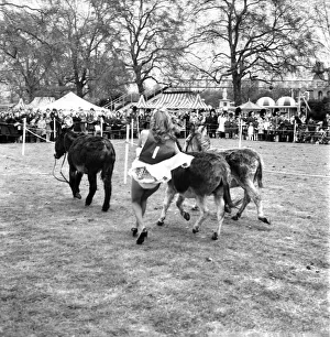 Donkey Derby held for charity at Festival Gardens. April 1972 72-04585-009 Donkey Derby held for charity at Festival Gardens. April 1972 72-04585-009