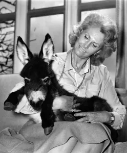 This donkey needs a name, says Lady Fisher. March 1982 P011863 This donkey needs a name, says Lady Fisher. March 1982 P011863