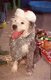 Donkey the old english sheep dog attending the Battersea Dogs Home christmas dinner Donkey the old english sheep dog attending the Battersea Dogs Home christmas dinner